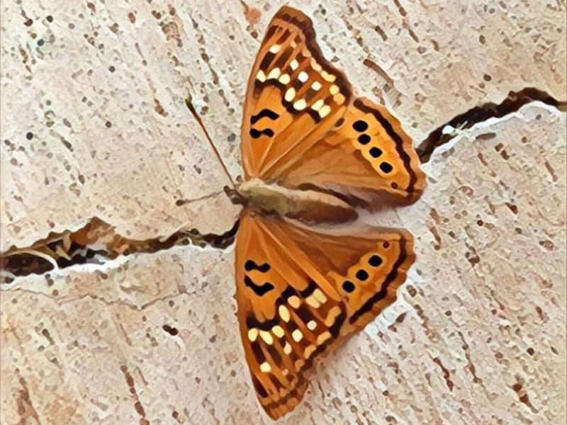 MyWORDview's tweet photo. Wake up, Little Skipper! - Read our latest blog post by guest contributor, Glenda Harmon Skully https://t.co/bMe5R6q96i https://t.co/JsA3W3MBCk