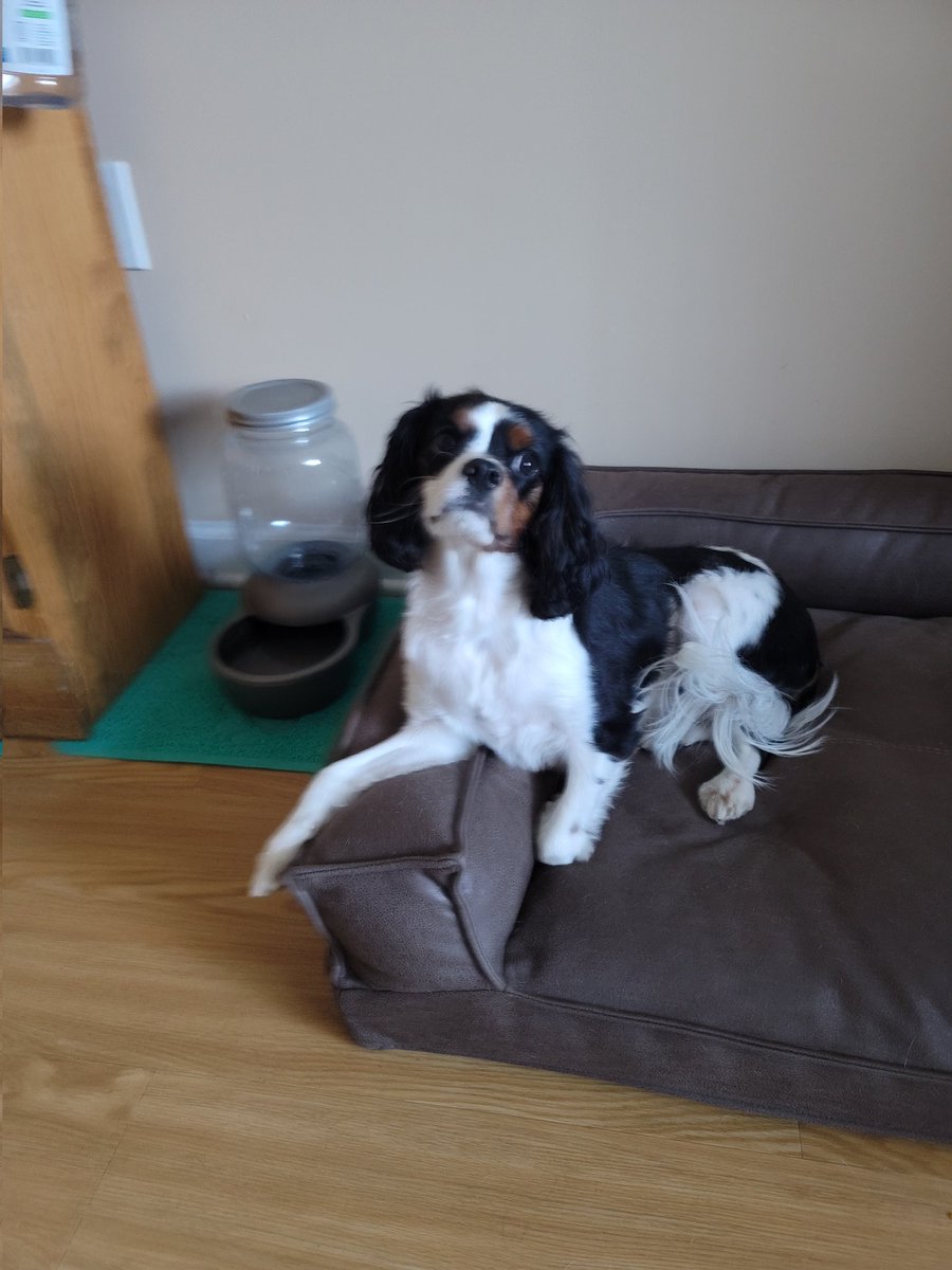 BethyAndPups's tweet photo. Royalty 🥰🥰 #royaldogs #DogsOnTwitter #dogsoftwitter #cavalierkingcharles #DogLovers https://t.co/D9PNBgX2Jg