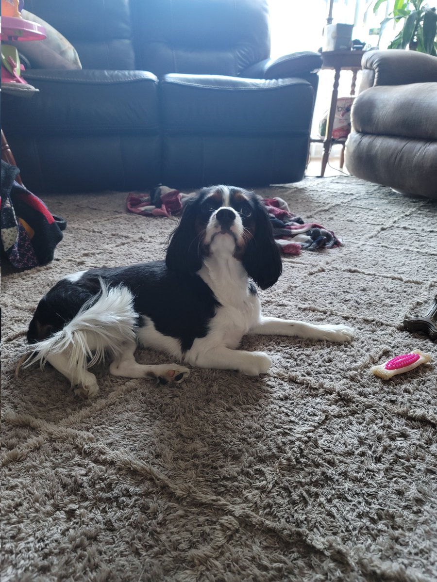 BethyAndPups's tweet photo. Royalty 🥰🥰 #royaldogs #DogsOnTwitter #dogsoftwitter #cavalierkingcharles #DogLovers https://t.co/D9PNBgX2Jg