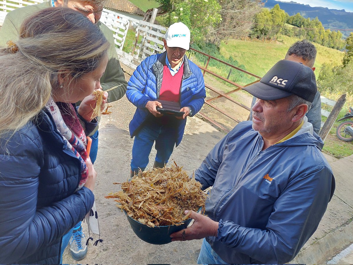 RafaLesmes's tweet photo. En la asesoría con @ruminantExpert nos enfocamos en ofrecer alternativas nutricionales sostenibles para pequeños hatos ganaderos de @MColacteos Gracias a @Covap y @AFD_es #Nariño #Colombia @acodea_ https://t.co/wgBcKyBSto