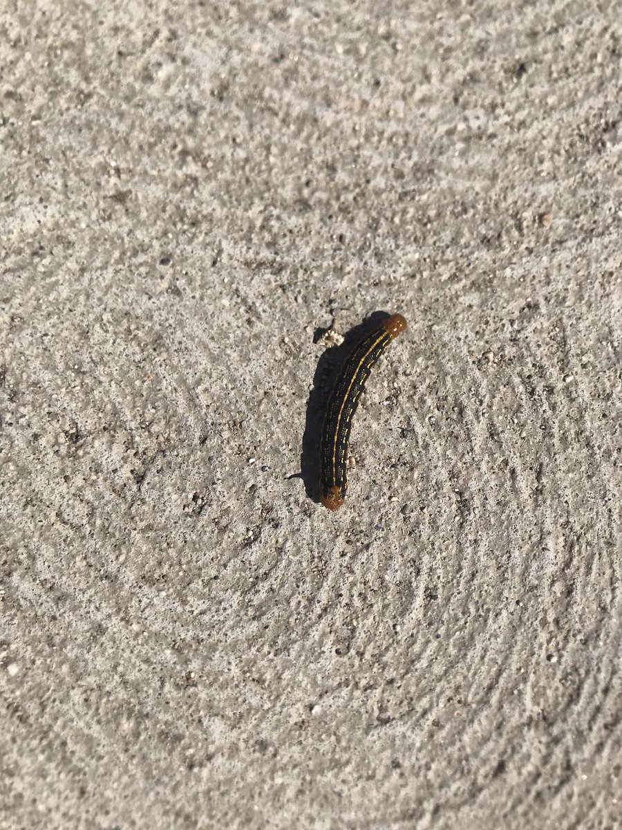 Maddantics (@pedxing66botley) on Twitter photo 