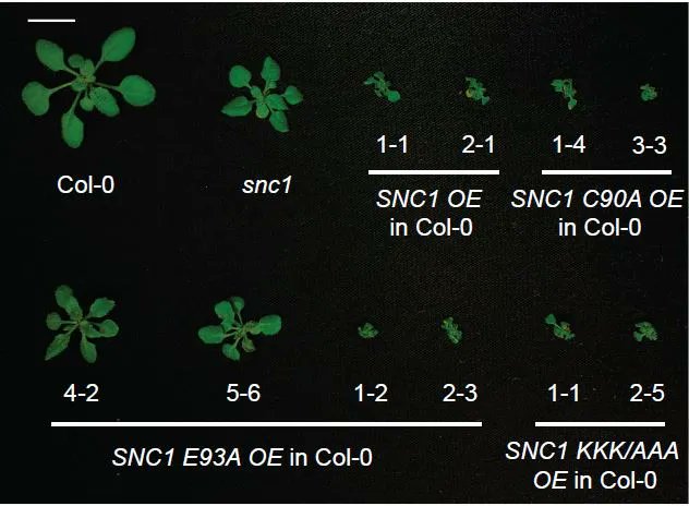 PlantPhys's tweet photo. LETTER:  Differential requirement of TIR enzymatic activities in TIR-type immune receptor SNC1-mediated immunity (Lei Tian, Junxing Lu, Xin Li) https://t.co/FucVPSRXWv #PlantSci @ASPB https://t.co/GB43Pxc2NW