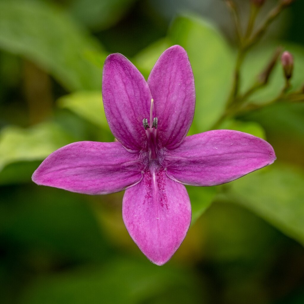 GrogiesPhotos's tweet photo. Pseuderanthemum laxiflorum, Shooting Stars.  Jardin botanique de Montréal @espacepourlavie 

Shot with @omsystem.cameras

#OMSummerSchool #OMSYSTEM #DefyTheMoment #MirrorlessCamera  #MZukio60mmMacro #MacroPhotography #OMDRevolution #M43 #flowers #flowerstagram #flowerphotogr… https://t.co/lGNBAx0b9m