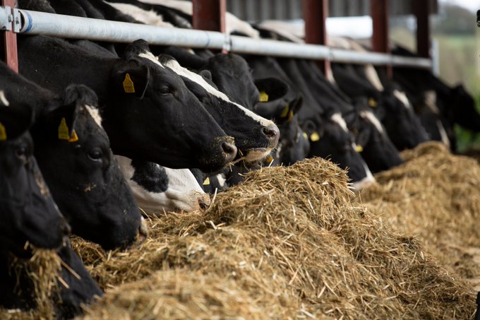 Join us for our 'Making Silage Sense - The inside line on low protein forages' webinar on Wednesday the 12th of October at 7:30pm 🗓️

Tune in to hear expert Dr. Dave Davies from Silage Solutions discuss forage management tips🎙️

Click here to register👉bit.ly/3fqZYlg