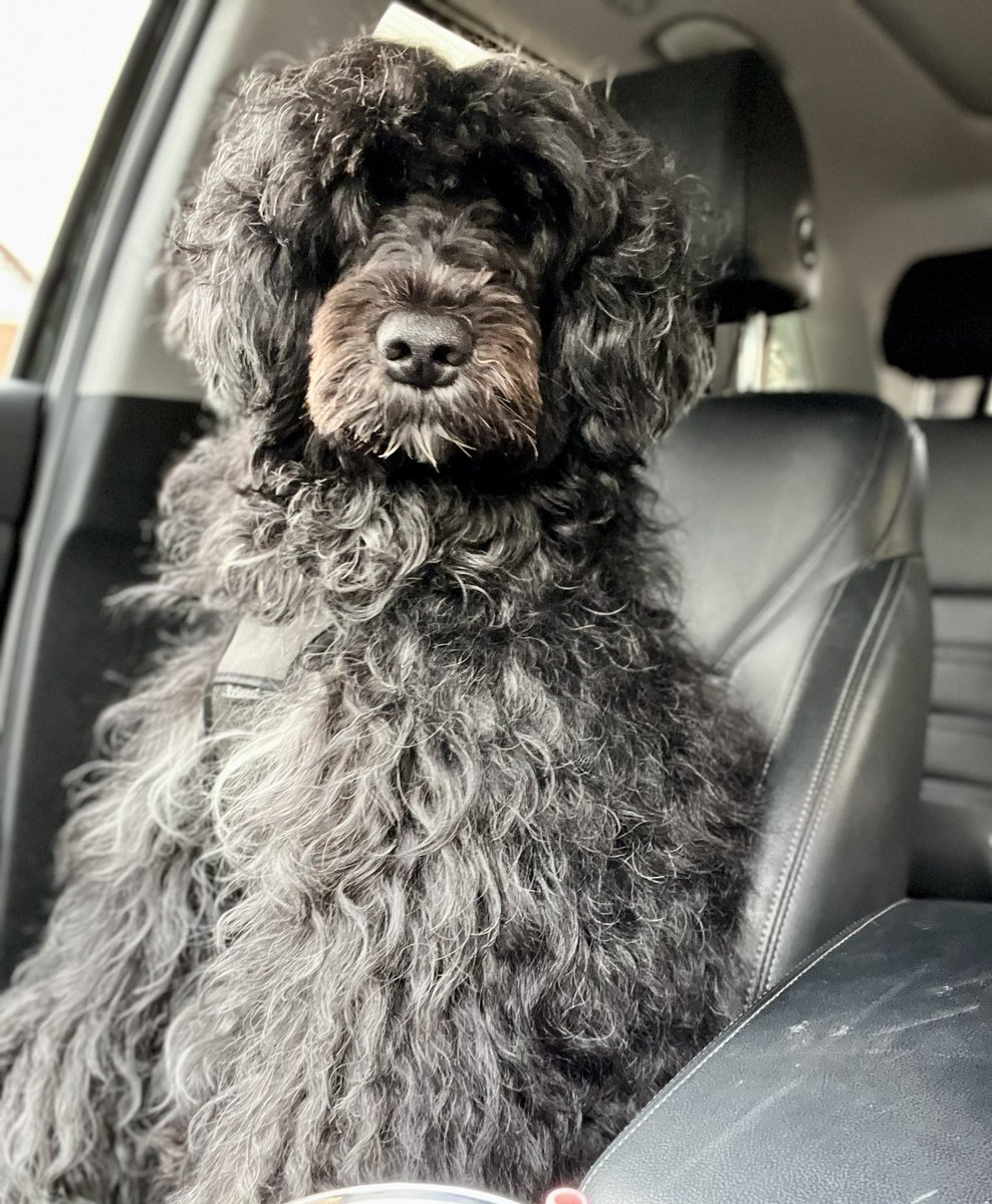 My boy Ermias… Still ridin’ 💙🐾💙 #pwd