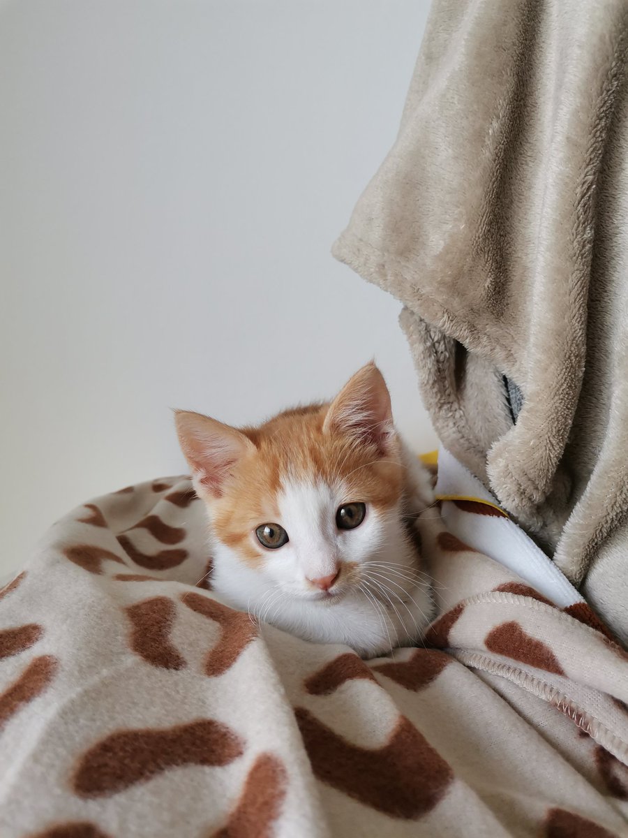 paatrii_89's tweet photo. Gizmo🥰 mi pequeño gremlin 🐱🤭 https://t.co/bPkTkRlZLM