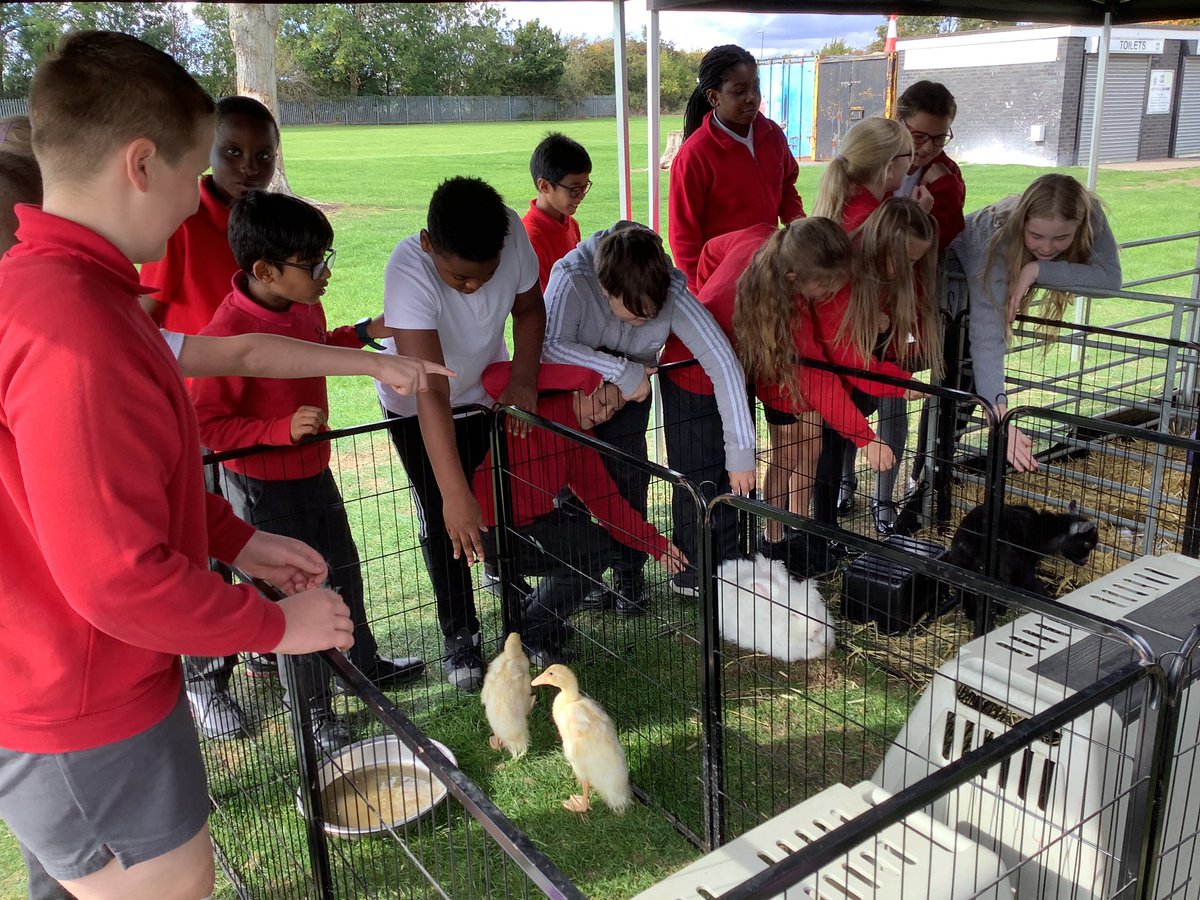 6_stm's tweet photo. @6_stm loved seeing the farm animals this afternoon! https://t.co/xNNXtOOvm0