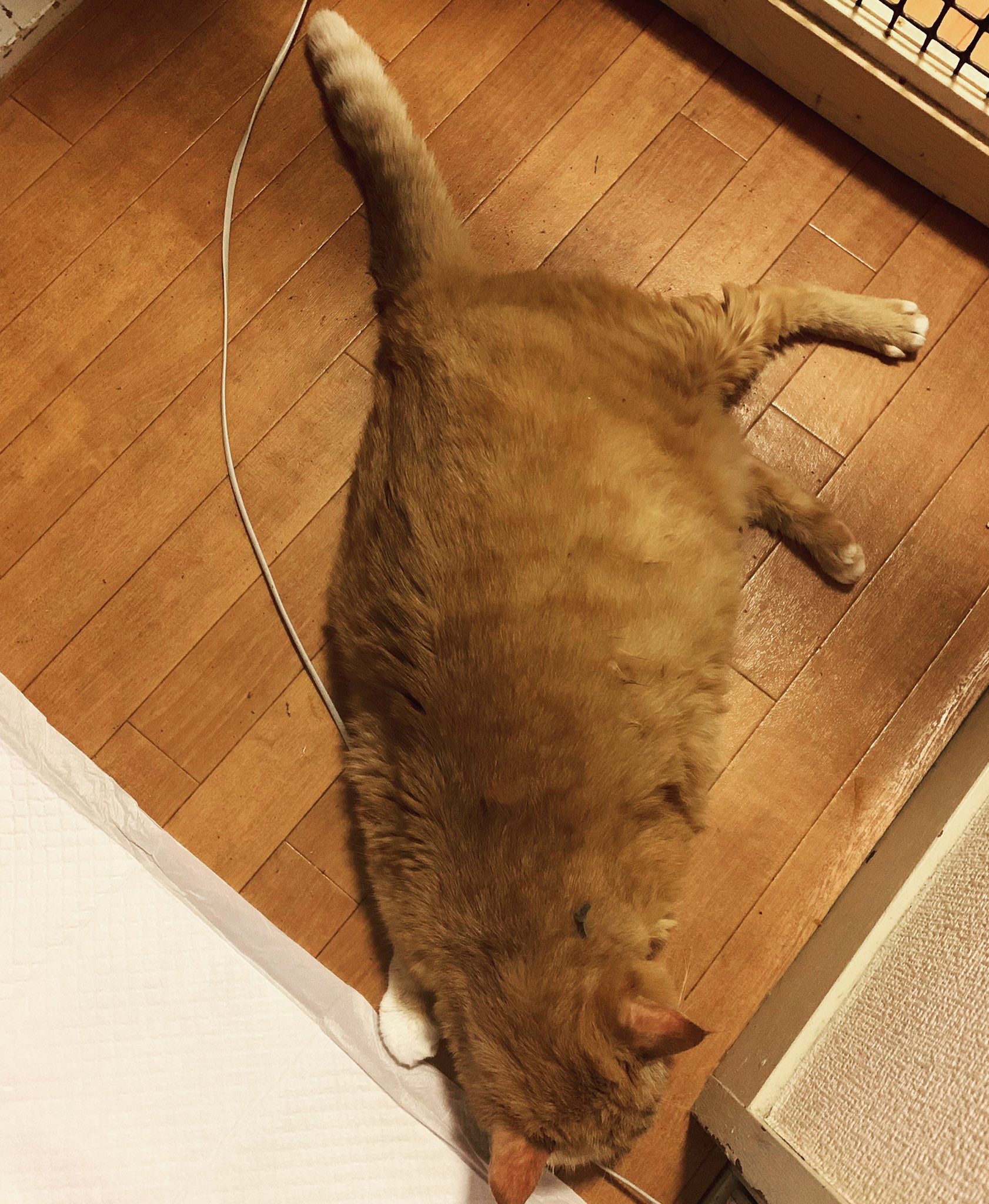 黒猫そうたと靴下ねこのみるく Kuroneko Souta Twitter