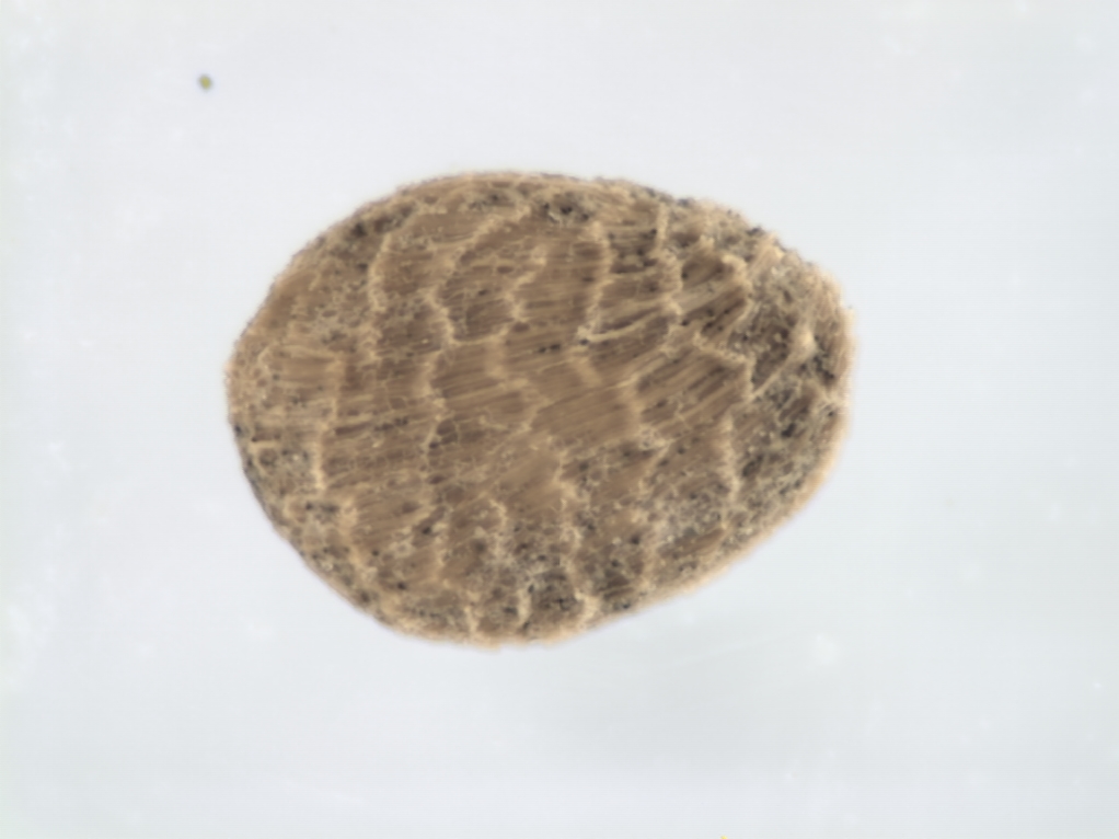 menyanth's tweet photo. @aprasanthr Thanks for the tip. The seeds I have are obovate and somewhat flattened. Here is a light microscope image, not the best quality, but maybe helpful. I'm not sure it's a perfect match for Rotala, but maybe something related? https://t.co/at5mcdTmeq