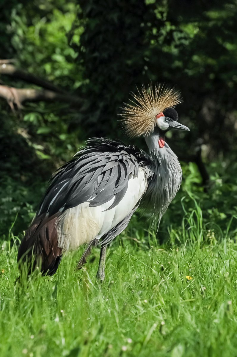 HouseWileli's tweet photo. The grey crowned crane is the world's fastest declining crane species and Kenya is home to its biggest population.

#birdsofnature #nature #birds https://t.co/4uaUe4tn0l