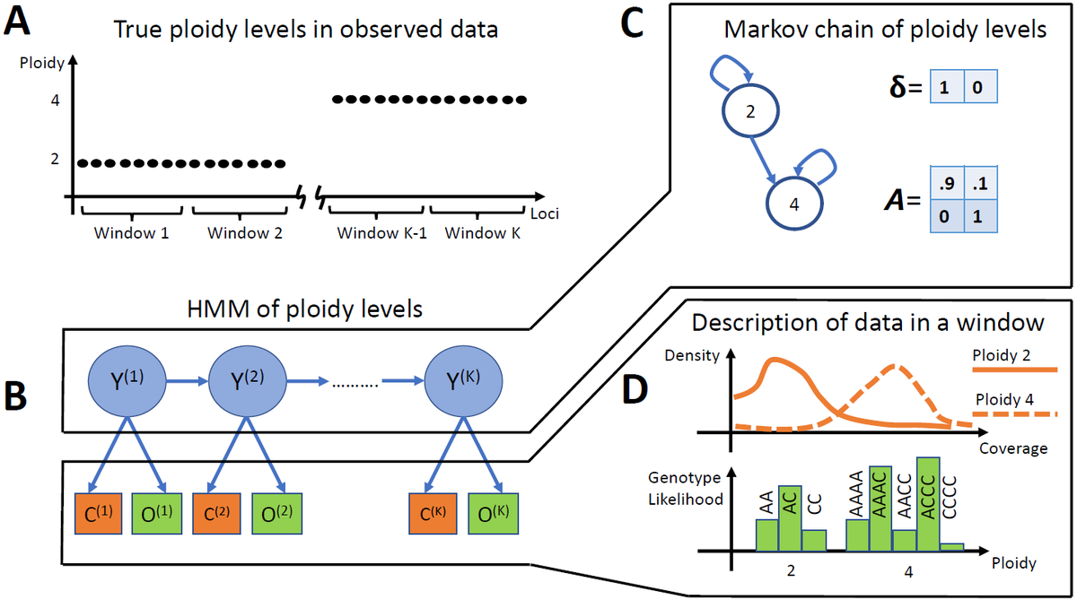 1/2 A new @biorxivpreprint #OpenScience #PeerReview by @PCI_MathCompBio: Soraggi S et al. @SamueleSoraggi @Matte0Fumagalli. HMMploidy: inference of ploidy levels from short-read sequencing data. @MRC_Outbreak @UCPH_Research @imperialcollege @ucl @QMUL doi.org/10.1101/2021.0…