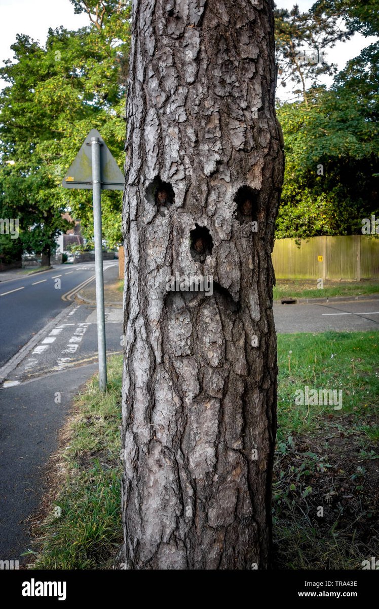 TermiteTermites's tweet photo. @ElTermita1 mourning wood :( https://t.co/hpjKxolDWt