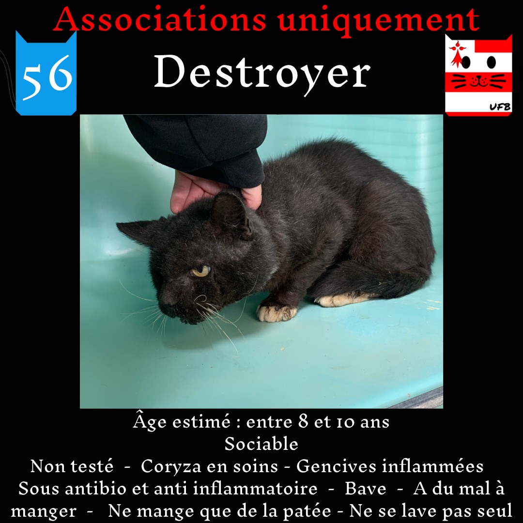 justineducern's tweet photo. J ai le Plaisir d'annoncer que DESTROYEUR                 
                            est SAUVE
Pris en charge par une Super Association de
Le Beny Bocage dans le Calvados 
Grâce à des dons cette association a accepté de le sortir de fourrière malgré son état pour le soigner https://t.co/Ficn0Pkkg1