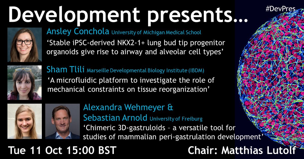 Mark your diaries for the next Development presents… webinar on 11 October at 15:00 BST, featuring three invited talks from our current Special Issue on modelling development in vitro, selected by <a href="/Dev_journal/">Development</a> Associate Editor Matthias Lutolf.

thenode.biologists.com/development-pr…