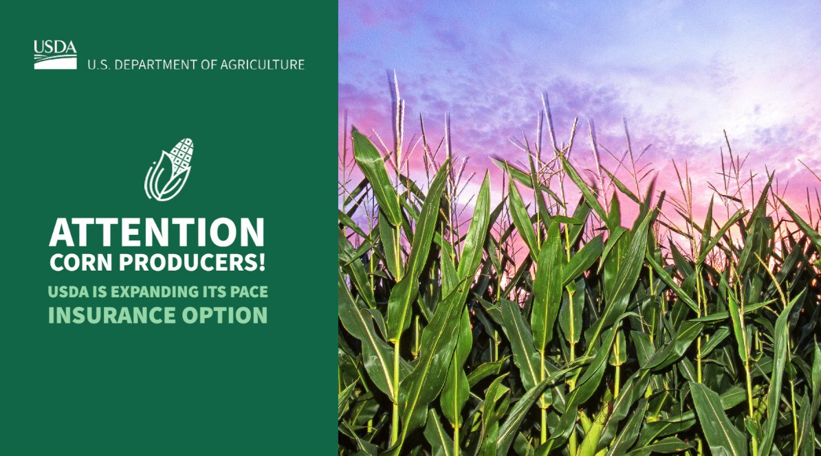 Risk Management Agency (@usdarma) on Twitter photo .<a href="/USDA/">Dept. of Agriculture</a> has nearly doubled the area where its Post-Application Coverage Endorsement (PACE) insurance option is available for conservation-minded corn farmers who “split-apply” nitrogen—a practice that can lower input costs and helps prevent runoff. bit.ly/3LS2tJt .<a href="/USDA/">Dept. of Agriculture</a> has nearly doubled the area where its Post-Application Coverage Endorsement (PACE) insurance option is available for conservation-minded corn farmers who “split-apply” nitrogen—a practice that can lower input costs and helps prevent runoff. bit.ly/3LS2tJt