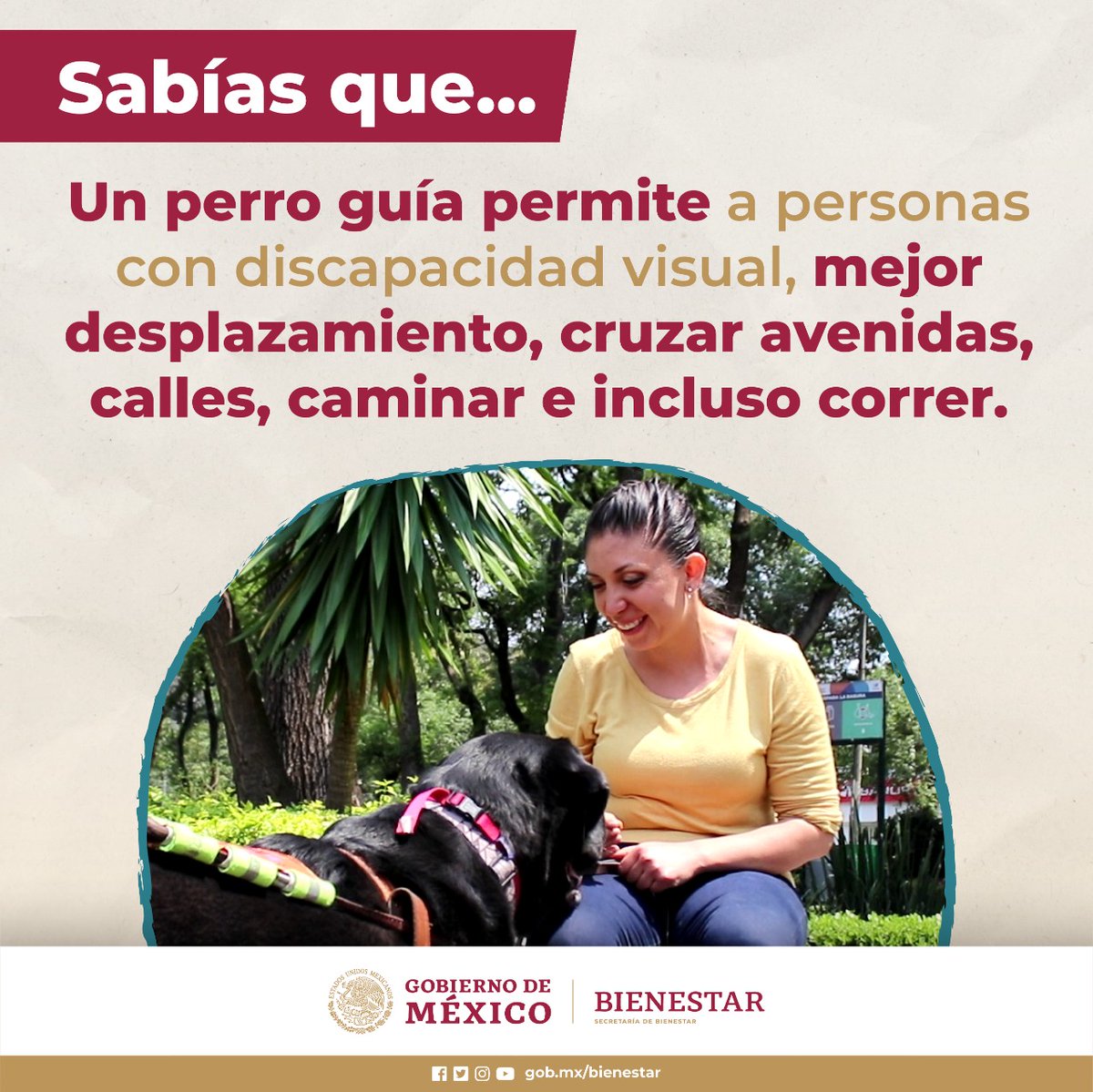 #TipsBienestar 
Recuerda que un #perroguía es un perro de asistencia​ entrenado para guiar a personas ciegas o con #discapacidadvisual