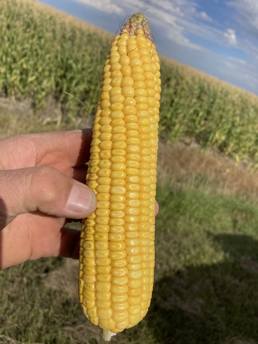 Shawn Buchanan tweet media