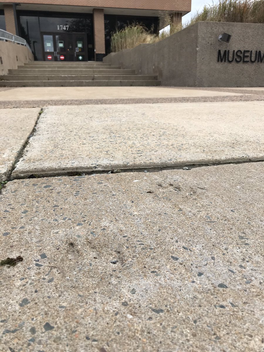 tim_fedak's tweet image. A special #museum secret are the two footprints of a Wolf in the sidewalk in front of @NS_MNH in Halifax, put there using a specimen from the collection - when the sidewalk was being poured years ago. #urbanfossil