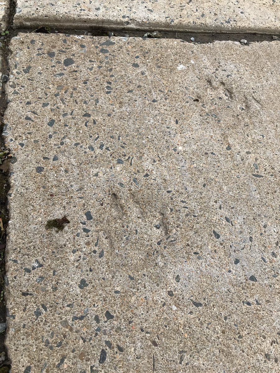 tim_fedak's tweet image. A special #museum secret are the two footprints of a Wolf in the sidewalk in front of @NS_MNH in Halifax, put there using a specimen from the collection - when the sidewalk was being poured years ago. #urbanfossil