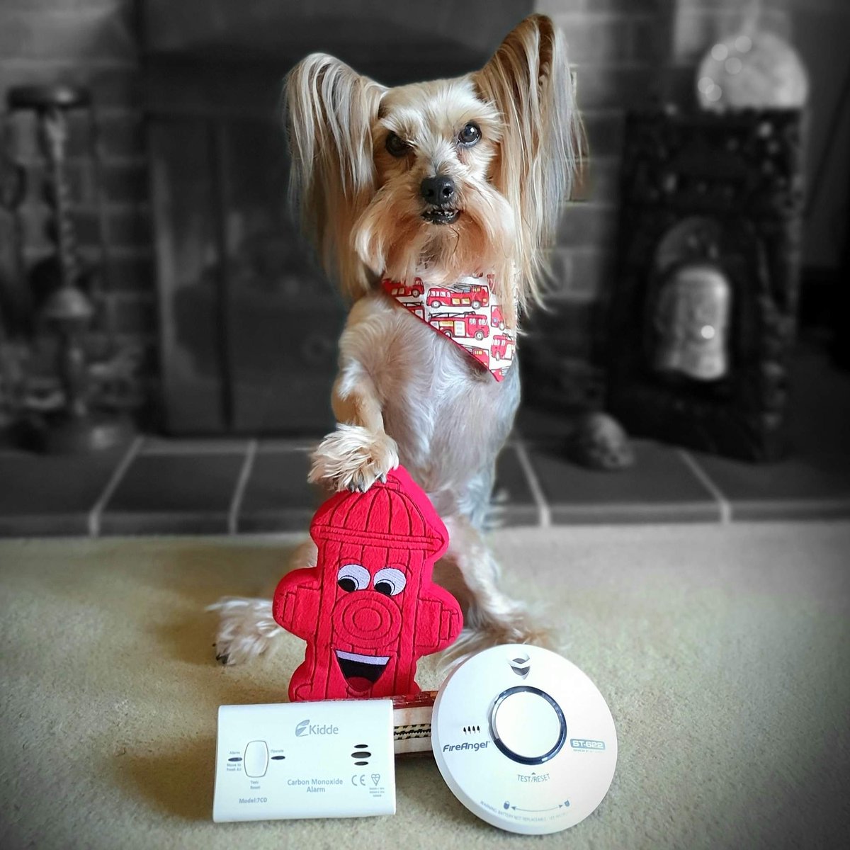 I hopes yous nose what day it do be!

Times to #PushTheButton & #PressToTest yous Smoke & Carbon Monoxide Alarms as it do be #TestItTuesday

#MrPels #BarkshireFirefighter #firesafety #FireSafetyTips