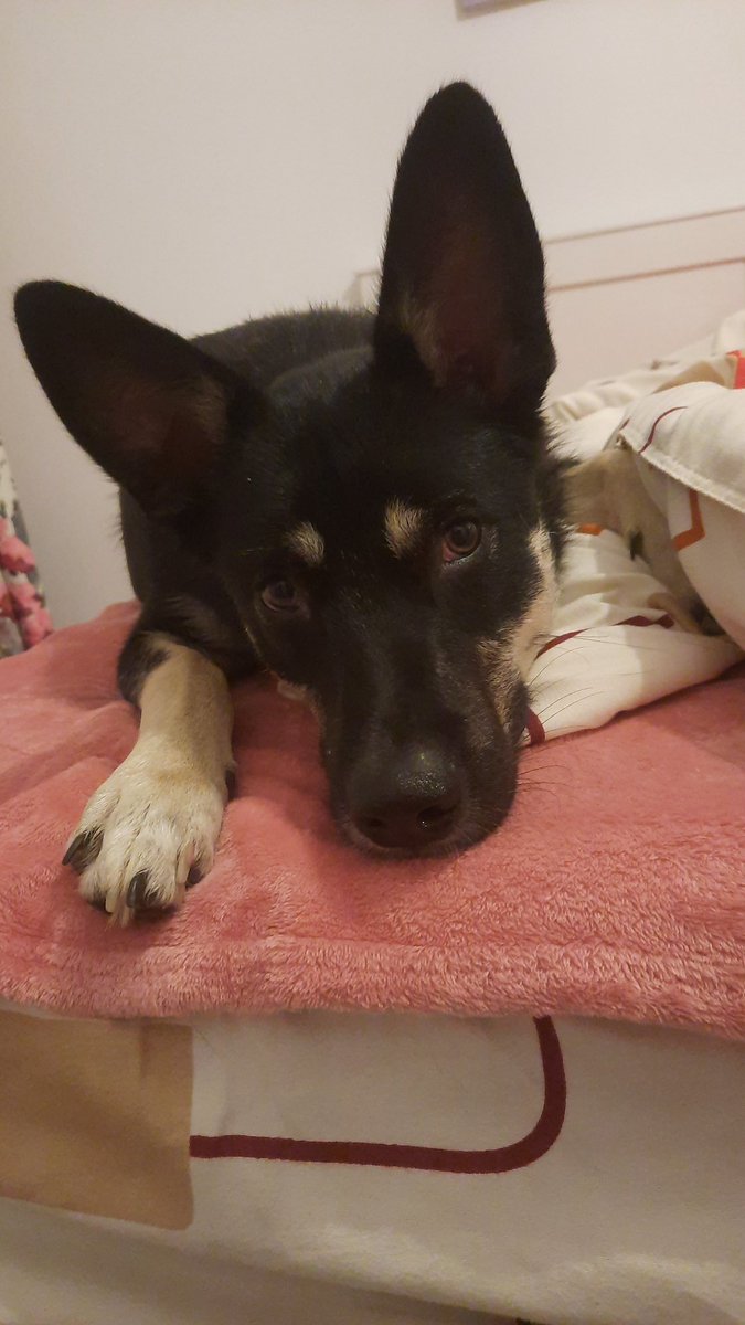 CamiRescueDogs's tweet photo. @Blanco66644360 Tara says Hi❤️😘 https://t.co/e6G36ZFi86