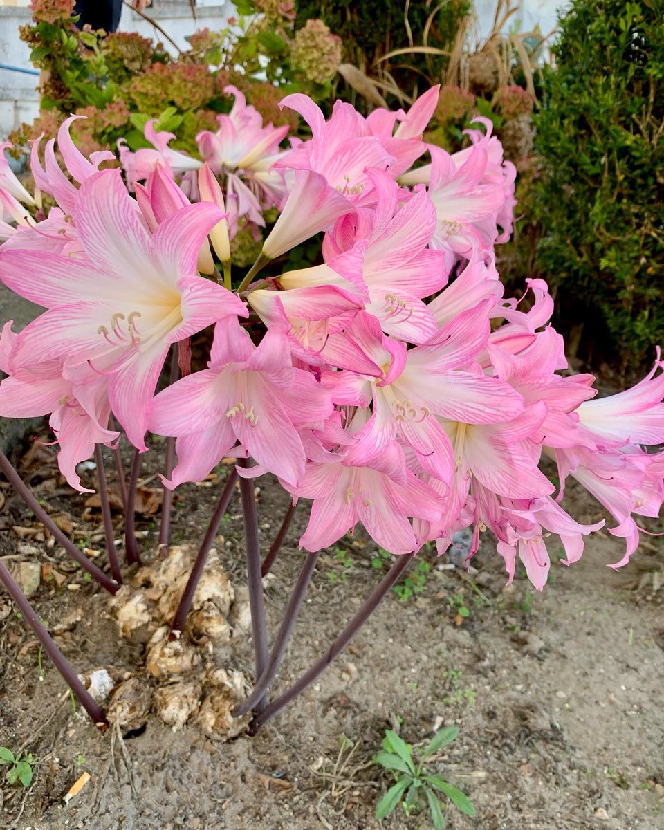 Amaryllis belladonna here in Portugal 💞 🇵🇹