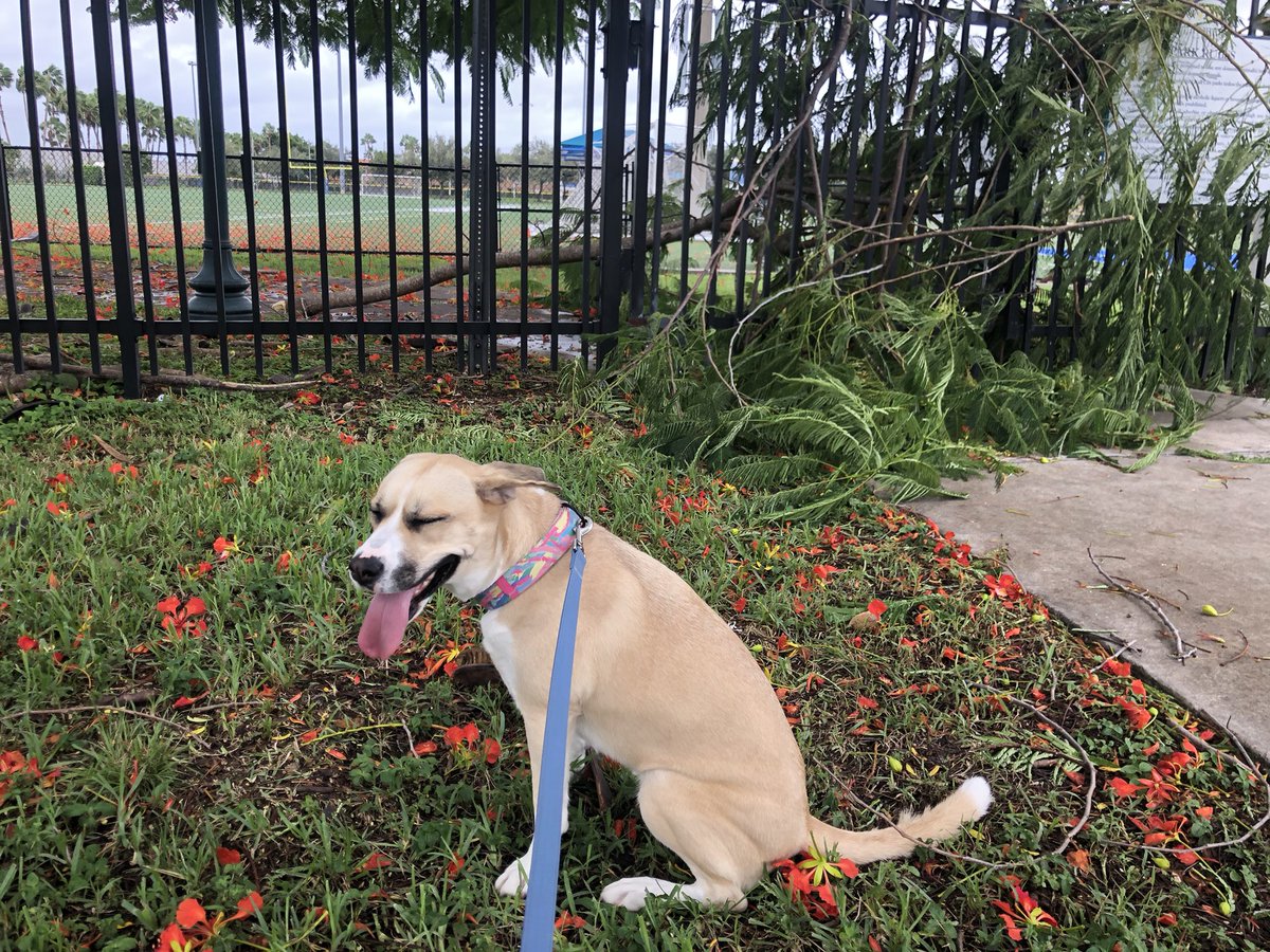 Hurricane pup discovers a fallen tree
