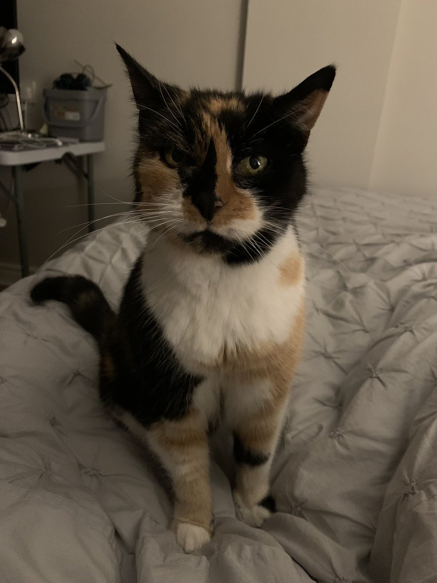 merseyview's tweet image. Ruby my Welsh digs cat - did I say you could stop stroking me? #rubycat #ruby #cat #welshdigscat #kittylove