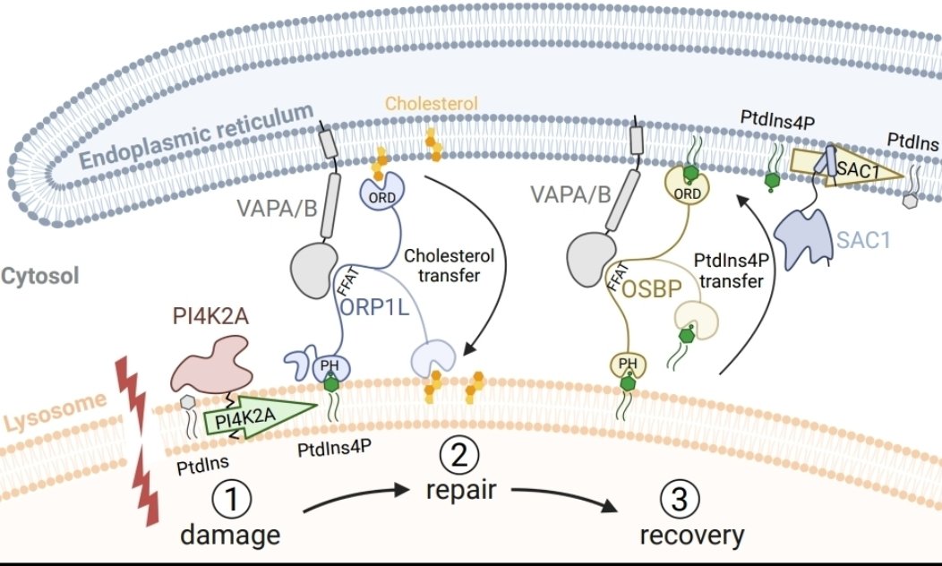 📢New preprint📢
Lysosome repair by ER-mediated cholesterol transfer
biorxiv.org/content/10.110…