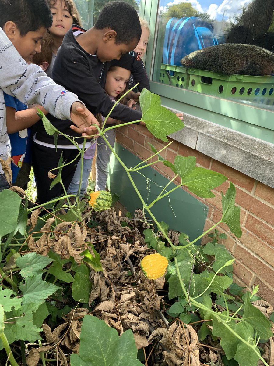 Using our outdoor classroom to make observations using our senses and doing simple experiments as we learn what it means to be a scientist! <a target='_blank' href='http://twitter.com/CampbellAPS'>@CampbellAPS</a> <a target='_blank' href='http://twitter.com/APSscience'>@APSscience</a> <a target='_blank' href='https://t.co/cSanQipTc0'>https://t.co/cSanQipTc0</a>
