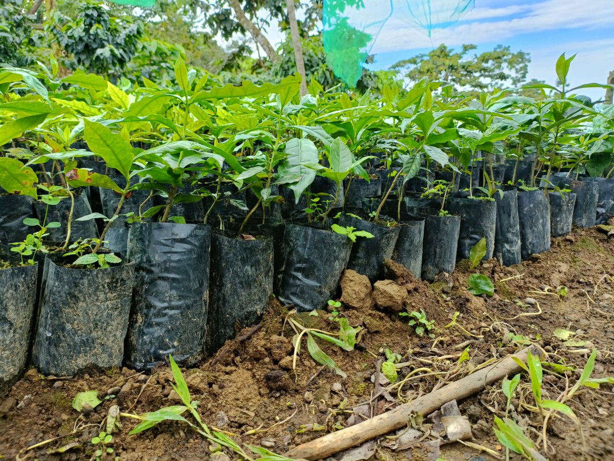 Además de especies para restaurar el bosque mesófilo de montaña, este año se han producido distintas plantas de café y otras de importancia para el uso y consumo de la población. El objetivo es realizar una restauración ambiental y productiva del #VolcánTacaná. ☕️🌲 🌊🌱🌫️
