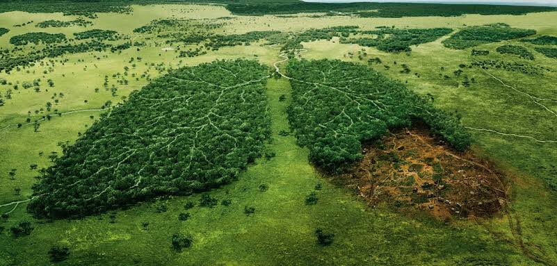 psdf_pak's tweet image. Since 1990,half of the world’s rain forests have been destroyed.The clearing of forests continue at an alarming rate. To add to the worry,a recent phenomenon has been added to the list. Trees are now dying globally at a rate never before seen.
 Let’s do our part today.
  #pyef