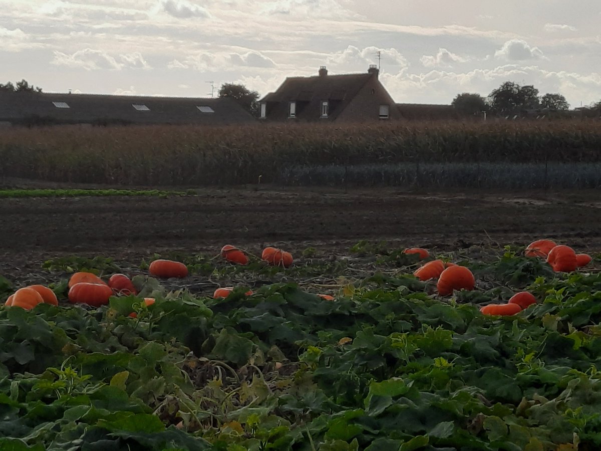 MissphotoPhie's tweet photo. Bonne nuit 🌟,  sweet dreams 😴 
#campagne #nature #photography #potirons   🎃 😉 https://t.co/prPkqvbgT7