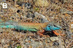 cklistjournal's tweet photo. Updating the distribution of Dicrodon guttulatum Duméril &amp; Bibron, 1839 (Reptilia, Teiidae) with a disjunct population in the eastern slope of the Peruvian Andes 

https://t.co/zeiEeMPfiB 

#Dryforest #Huancabamba #Depression #ChamayaRiver #valley #checklist #checklistjournal https://t.co/hDPPwEgBJo