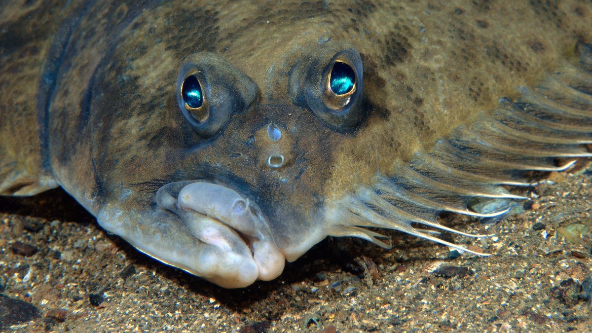 BILL_CAKESPEARE's tweet photo. If Flounder doesn't look like this MF I don't want it https://t.co/Rrgjx6DEnq