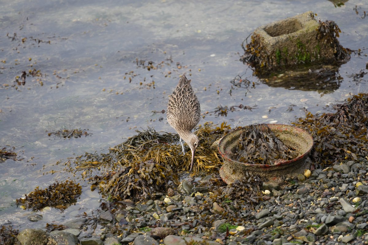cirzh's tweet photo. #Curlew so happy to see them coming home for the winter, I hope this one had a successful breeding season #RedConservationStatus #Endangered #waders #Skerries #Fingal #birds #TwitterNatureCommunity #birdsseenin2022 @BWIFingal #birdtwitter #nature https://t.co/SycqfcvLnp