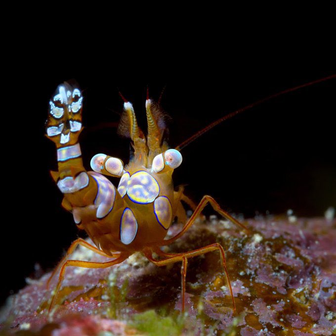 aqualuvsuotd's tweet photo. ☆ our lovely aquatic of the day is the sexy shrimp (thor amboinensis) !
☆ they say to be extra sweet today ! you’ll never know who needs a little bit of kindness to keep going !i https://t.co/fwsFCND6X7