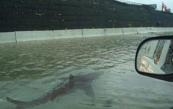 There are sharks on the highways in Florida. Unreal.