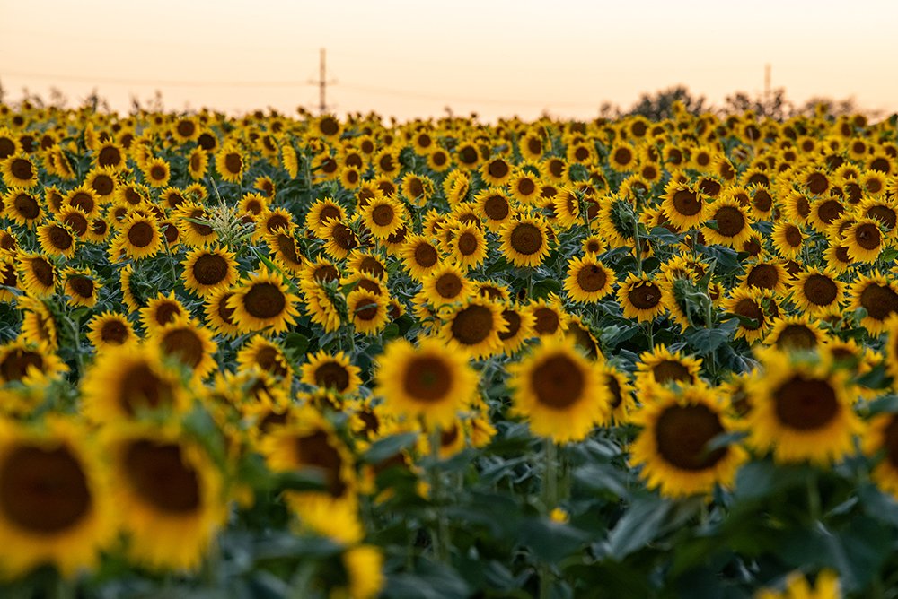 Mizzou's tweet photo. The sunflowers at #Mizzou's South Farm are in full bloom. We can't imagine anything more beautiful 💛🌻🖤

See more pics ➡️ https://t.co/RU8svkDckJ https://t.co/IuPLE4bImW