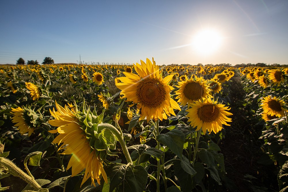 Mizzou's tweet photo. The sunflowers at #Mizzou's South Farm are in full bloom. We can't imagine anything more beautiful 💛🌻🖤

See more pics ➡️ https://t.co/RU8svkDckJ https://t.co/IuPLE4bImW