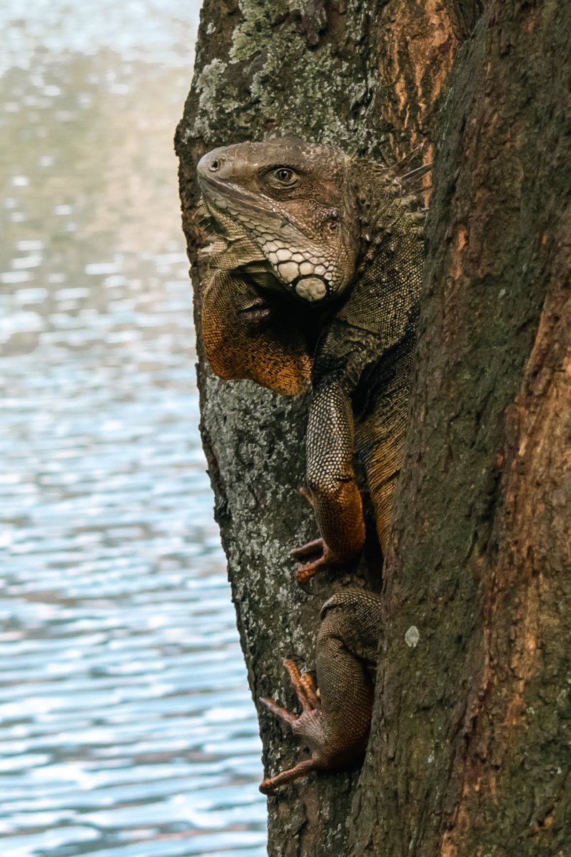 MetroparquesM's tweet image. La piel de las iguanas esta cubierto de escamas pequeñas y mediante el cambio de color les permite camuflarse en su entorno. De hecho, los machos cambian casi completamente su color durante la época de apareamiento, adoptando tonos anaranjados en su piel. Parque Norte.