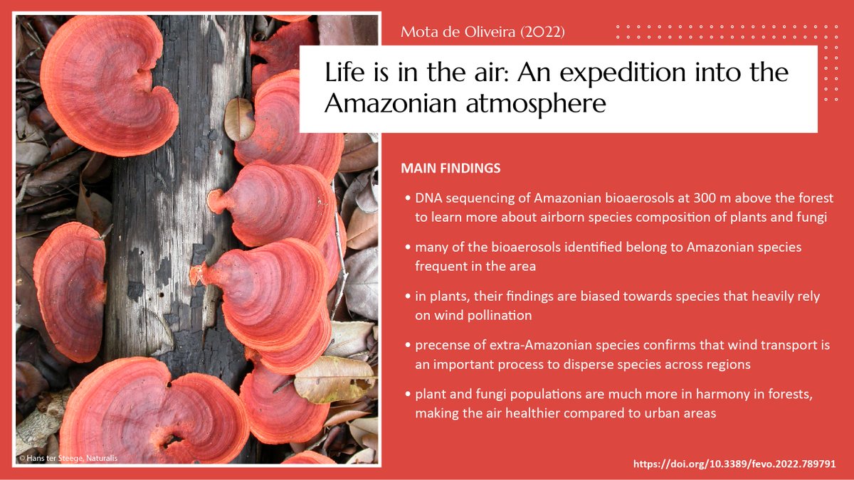 ATTO scientists analyzed the species composition of bioaerosols above the Amazon to learn more about long-range transport & the healthiness of forest air. #AmazonResearch 📜Study in @FrontEcolEvol: doi.org/10.3389/fevo.2… 📰Summary: attoproject.org/life-is-in-the… @Naturalis_Sci