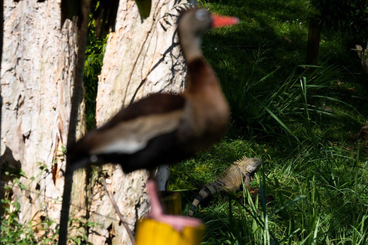 MetroparquesM's tweet image. La piel de las iguanas esta cubierto de escamas pequeñas y mediante el cambio de color les permite camuflarse en su entorno. De hecho, los machos cambian casi completamente su color durante la época de apareamiento, adoptando tonos anaranjados en su piel. Parque Norte.