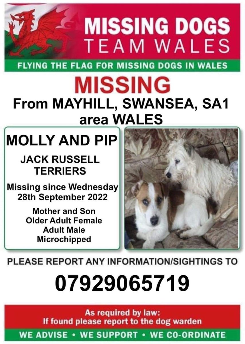 rosiedoc666's tweet photo. MOLLY AND PIP BOTH #MISSING FROM #MAYHILL #SWANSEA #SA1
♦️Since Wednesday 28/9/22
♦️BOTH CHIPPED
MOTHER (older adult) and SON (adult) #JRTs
so please look out for them..
https://t.co/JNuFCr8H2a
@juliagarland73 @AlanDaffern @JacquiSaid @karensarah66 @BlueFrenchie1 @bs2510 https://t.co/v9BFt1KaKm
