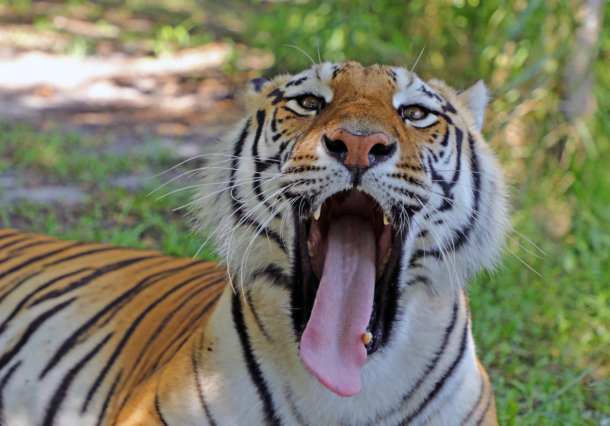 jenme123's tweet photo. Thank you for cosponsoring @SenatorWarnock S1210 the Big Cat Public Safety Act. It passed the House and now only 1 Senator, James Lankford (OK) is holding it up! #BigCatAct #S1210 #HR263 @BigCatRescue https://t.co/SogpmlOkTS