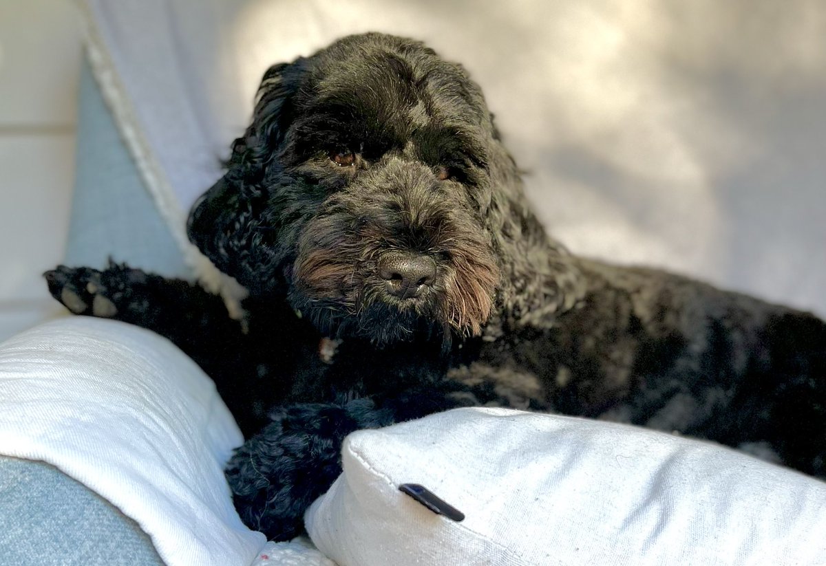 MaryLoudonNovel's tweet photo. Hang on! Are you saying I’ve got a brown moustache? 🐾🐾

#dogsoftwitter #cockerpoos #doglove #love https://t.co/ENpyrARJVL