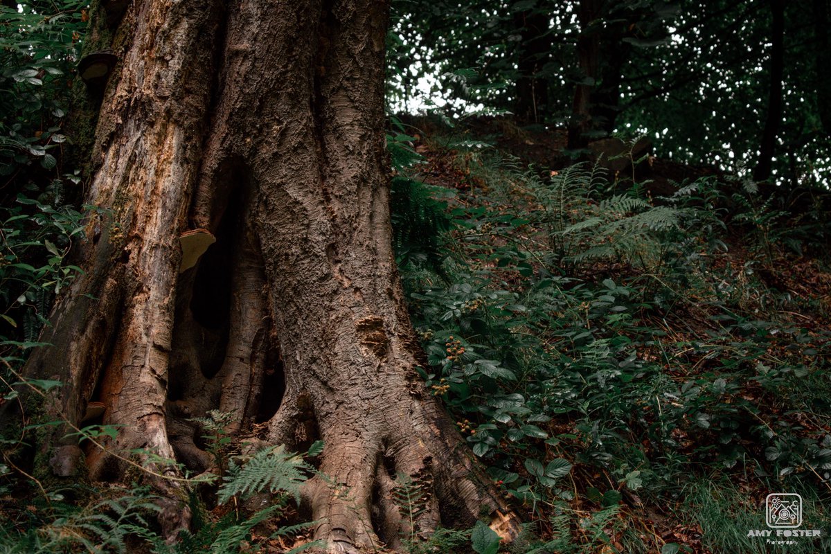 amyfoster_photo's tweet photo. Woodland captures 📸

📸 Nikon D5600
✍️ Adobe Lightroom

#photography #photographer #Nikon #nikonphotography #nikoneurope #nikonownermagazine #nikond5600 #adobe #adobelightroom #photooftheday #photographersoftwitter #nature #Landscapes #landscapephotographers #woodland https://t.co/n2ix17gDqG