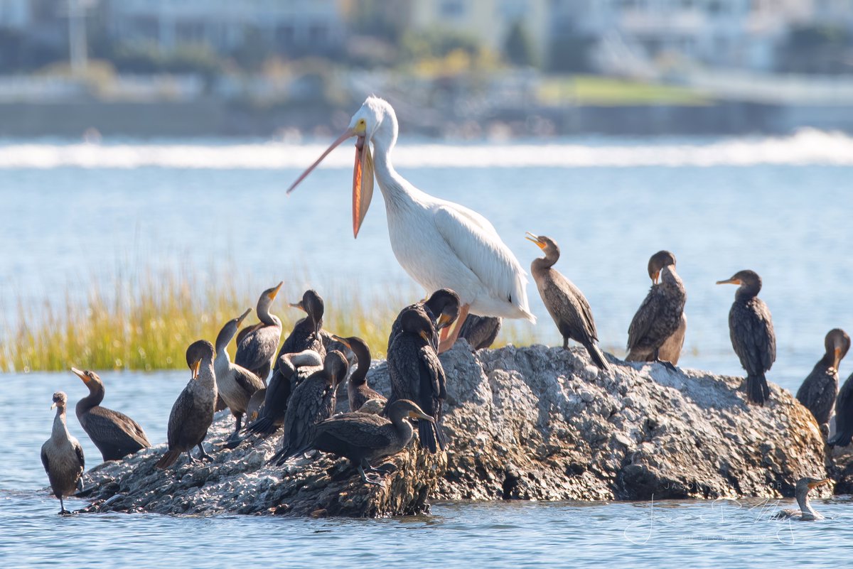 RIBirdHunter's tweet photo. One of these things is not like the others! A White Pelican is hanging out with some Double-Crested Cormorants off @SalterGroveRI in Warwick, RI, considerably north of its normal range. @tjdelsanto @RIAudubon #birdwatching @JPMajor https://t.co/jqCr3BAb7v