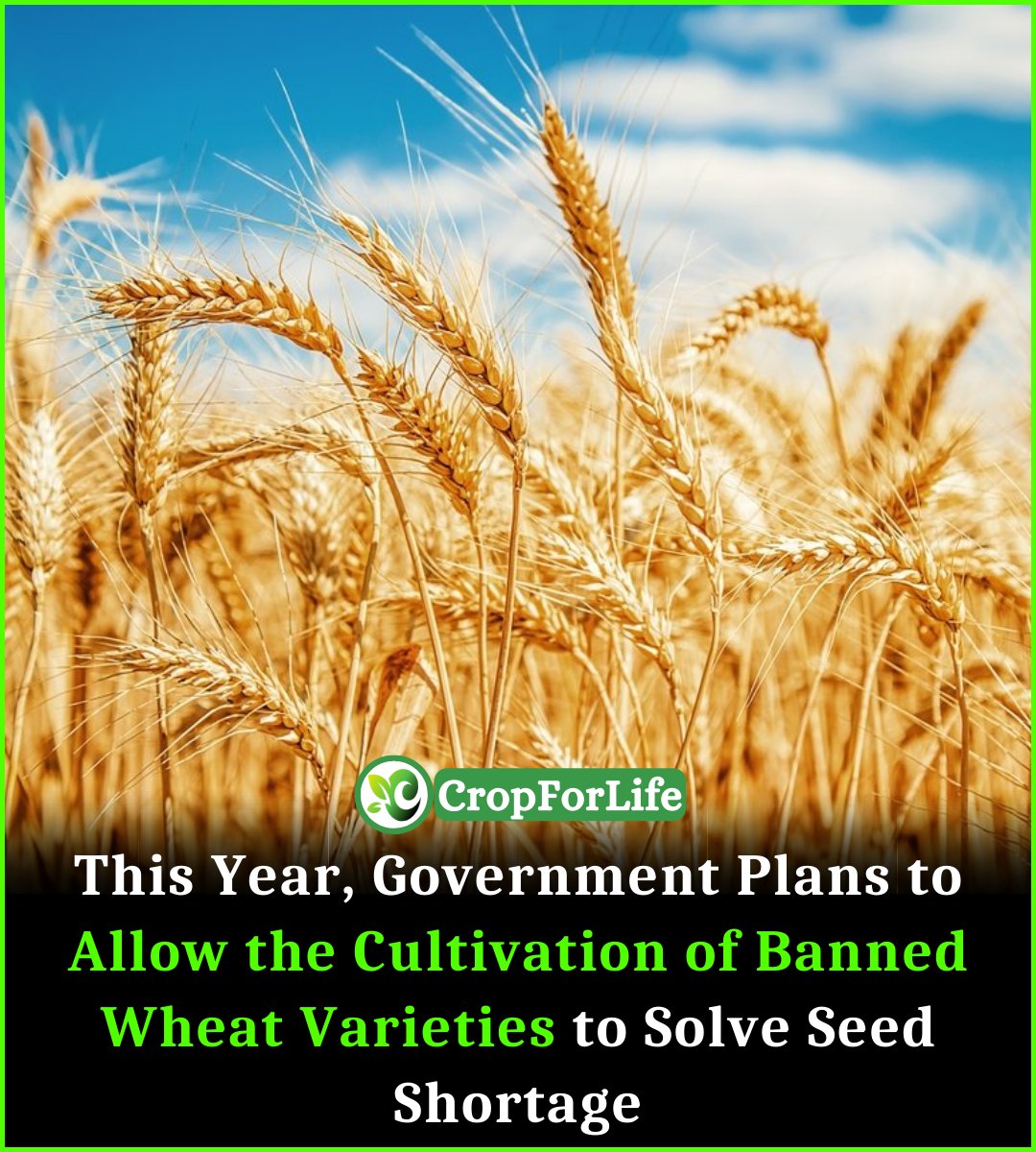 cultivation_ag's tweet photo. National Assembly Standing Committee on National Food Security and Research was informed that over 205,000 tons of wheat seeds would be required to tackle with needs of the farmers of flood affected areas in the country.
#cropforlife #wheat #sowing #AsifAliZardari #NaseemShah https://t.co/LBAvBb4goI
