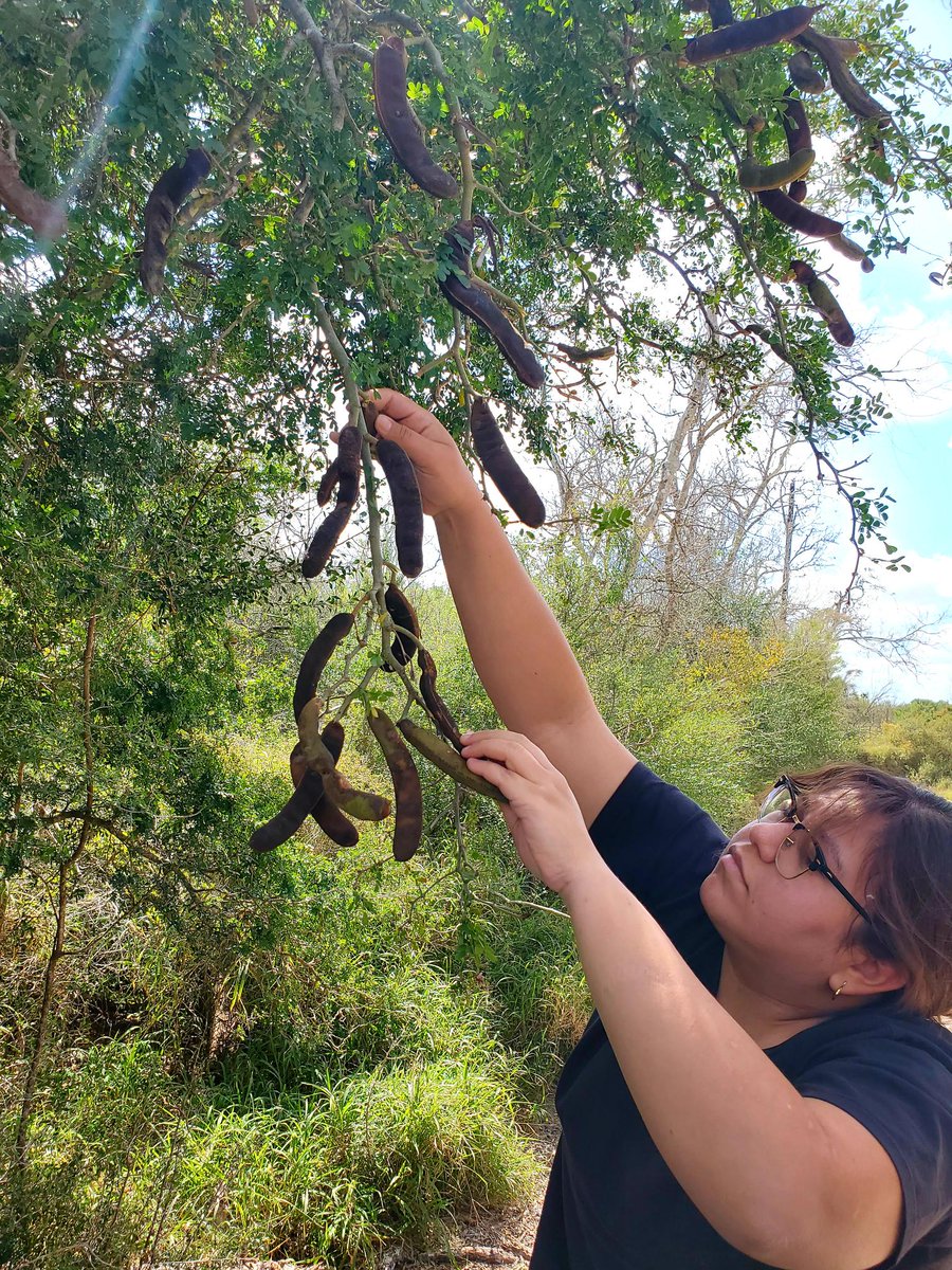 DaleLRGV's tweet photo. Meet @UTRGV undergrad Alexa Escobedo. Alexa's dual commitment to seed collection and research through the EFAS-REEU program is a big part of @AmericanForests work in #RGV. She presents her thornforest study next month @SACNAS 2022. Go Alexa! #HispanicHeritageMonth #SeedSeptember https://t.co/xgNxOeAhi6
